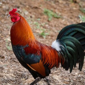 nattu kozhi (country chicken) 1kg