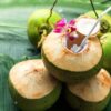 fresh green coconut – pack of 2