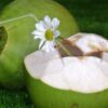 fresh green coconut – pack of 2