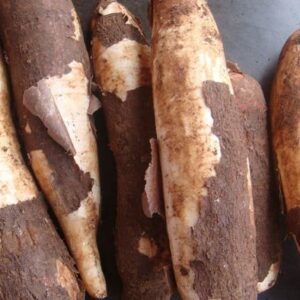 fresh maravalli kilangu – nutritious tapioca root 1kg