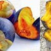 🌴 pana payam fruit – fresh palmyra palm fruit 2 pcs