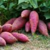 fresh sweet potato – naturally healthy & delicious 1kg