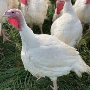 🐔 vaan koli – fresh free range country chicken 1 pcs
