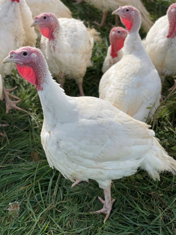 🐔 vaan koli – fresh free range country chicken 1 pcs