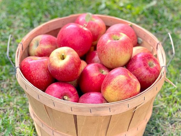 apple – fresh, crisp & nutritious fruit 1kg