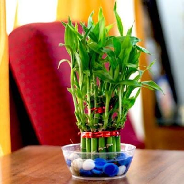 small bamboo plant – perfect for home & office décor 1pcs