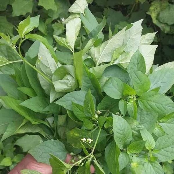 manathakkali keerai – fresh & naturally grown greens 1 kattu