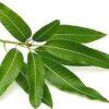 🌿 mango leaves – fresh natural maavilai 25 leaves