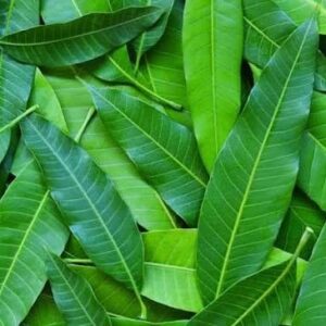 HOME 🌿 mango leaves – fresh natural maavilai 25 leaves