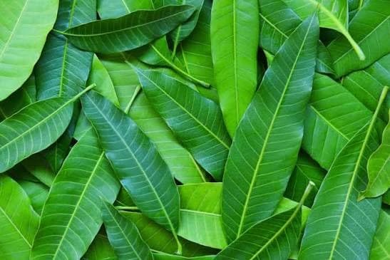 🌿 mango leaves – fresh natural maavilai 25 leaves