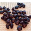 🌿 puliangkottai – natural tamarind seeds