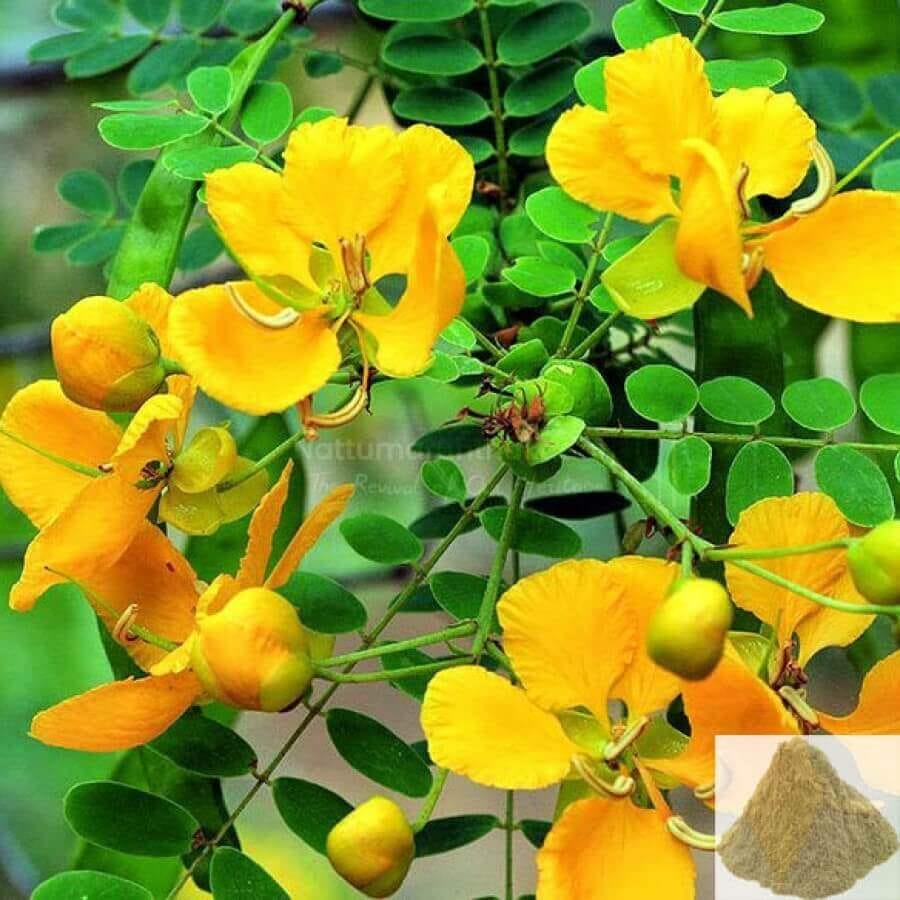 HOME 🌼 aavaram poo – natural senna auriculata flower 200g