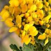 🌼 aavaram poo – natural senna auriculata flower 200g