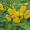 🌼 aavaram poo – natural senna auriculata flower 200g