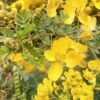 🌼 aavaram poo – natural senna auriculata flower 200g