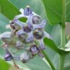 🌸 erukam poo – natural calotropis flower 100g