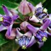 🌸 erukam poo – natural calotropis flower 100g