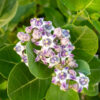 🌸 erukam poo – natural calotropis flower 100g