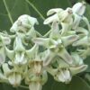 🌸 erukam poo – natural calotropis flower 100g