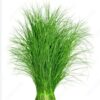 🌿 arugampul – natural green grass