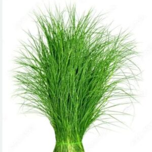 HOME 🌿 arugampul – natural green grass